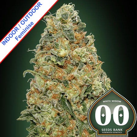 White Widow Feminise