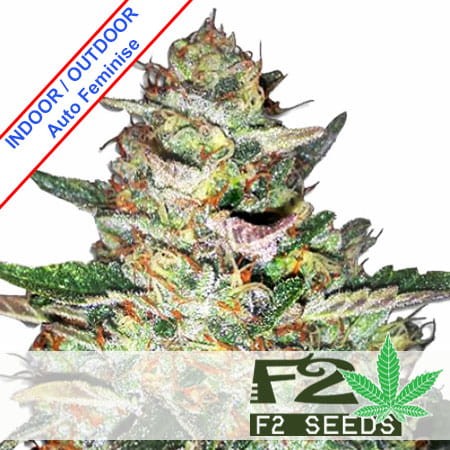 Somango Auto Feminise