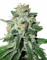 Super Bud Auto Feminise