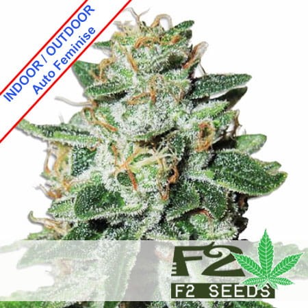 Super Bud Auto Feminise