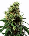 AK 47 XXL Feminise