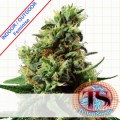 AK 47 XXL Feminise