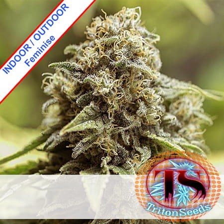 Critical Skunk Fast Version Feminise