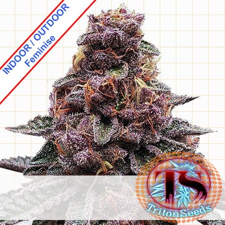 Fast Purple XXL Feminise