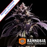 Ginger Punch Auto Feminise
