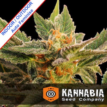 Kritic Auto Feminise