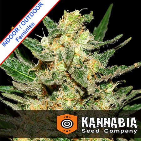 Thai Fantasy Feminise