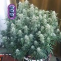 Auto Blueberry Feminise