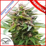 Forest Dream Feminise