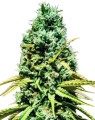 CBD Auto Feminise