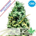 CBD Auto Feminise