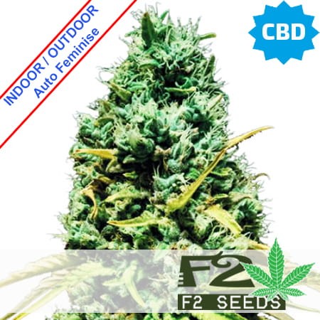 CBD Auto Feminise