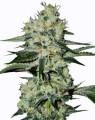 Cheese x AK Auto Feminise