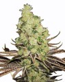 Sour Diesel Auto Feminise