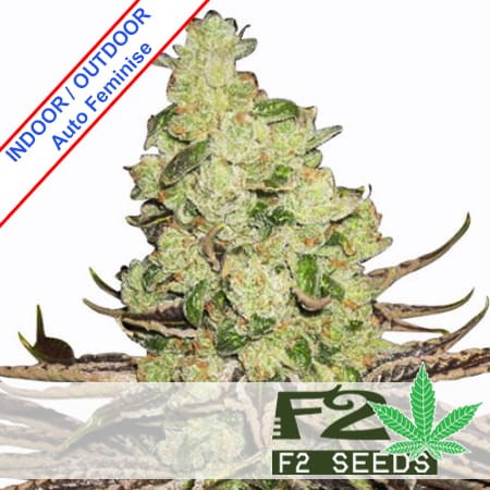 Sour Diesel Auto Feminise
