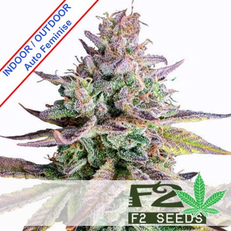 Gelato Auto Feminise