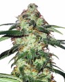Moby Dick Auto Feminise