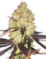 Zkittlez Auto Feminise