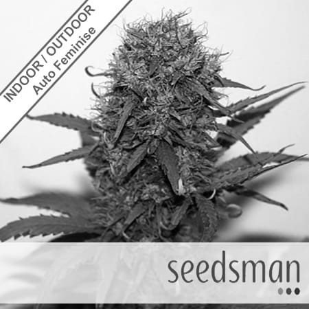 Auto Blueberry Feminise