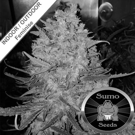 Zombie Haze Feminise