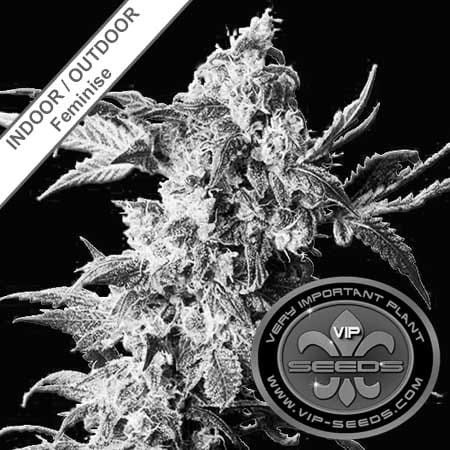 Northern VIP Feminise 