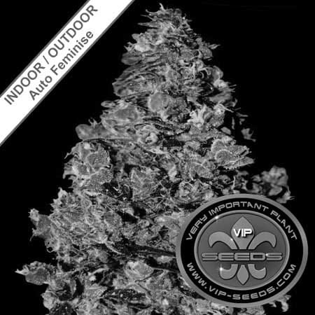 Membrana Hiper Auto Feminise 