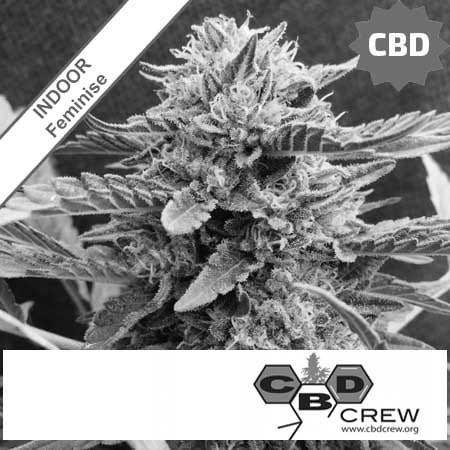 CBD Therapy Feminise