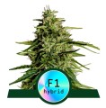 Milky Way F1 Auto Feminise