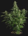 Milky Way F1 Auto Feminise