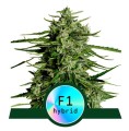 Titan F1 Auto Feminise