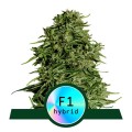 Cosmos F1 CBD Auto Feminise