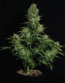 Cosmos F1 CBD Auto Feminise