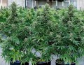 Cosmos F1 CBD Auto Feminise