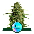 Medusa F1 Auto Feminise