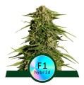 Epsilon F1 Auto Feminise