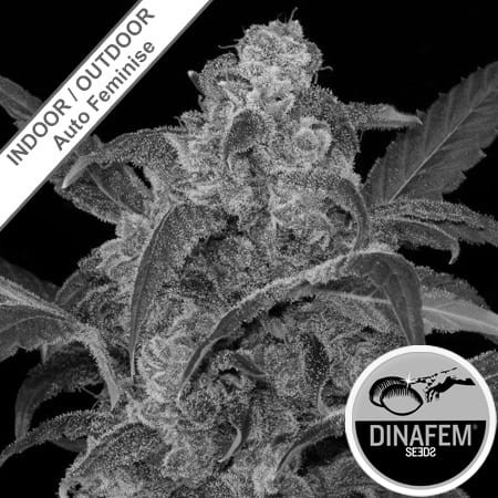 Haze 2.0 Auto Feminise