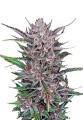 Purple Punch Cookies Feminise