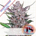 Purple Punch Cookies Feminise