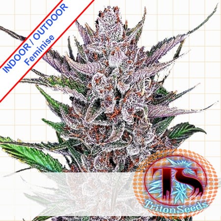 Purple Punch Cookies Feminise