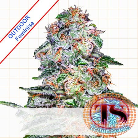 Easy Dream XL Outdoor Feminise