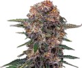 Durban Cherry Outdoor Feminise