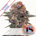 Durban Cherry Outdoor Feminise