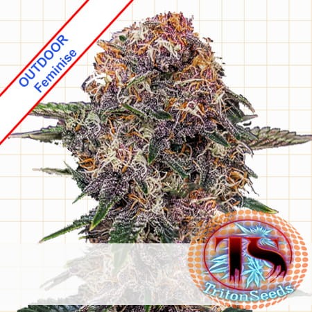 Durban Cherry Outdoor Feminise