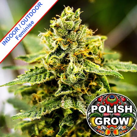 Polish Fat Man Feminise