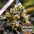 Polish Berry Yogurt Feminise