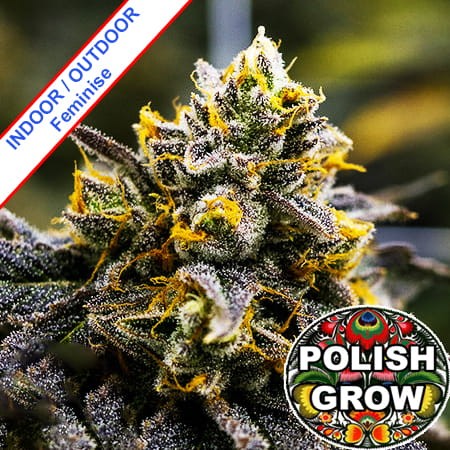 Polish Berry Yogurt Feminise