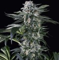 Moby Dick Auto Feminise