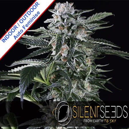 Moby Dick Auto Feminise