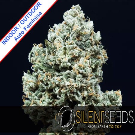 Critical 2.0 Auto Feminise