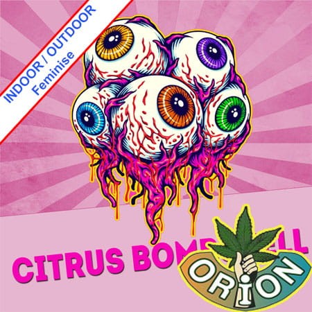 Citrus Bombshell Feminise
